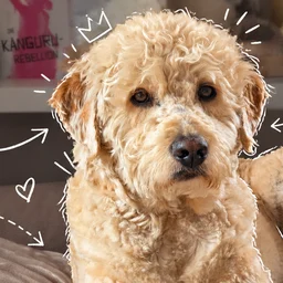 Alf, der Bürohund von Process Vision: ein heller Labradoodle liegt auf seinem Kissen und schaut in die Kamera.